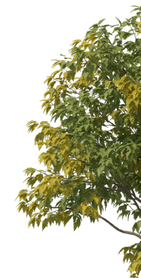arbol-der-min